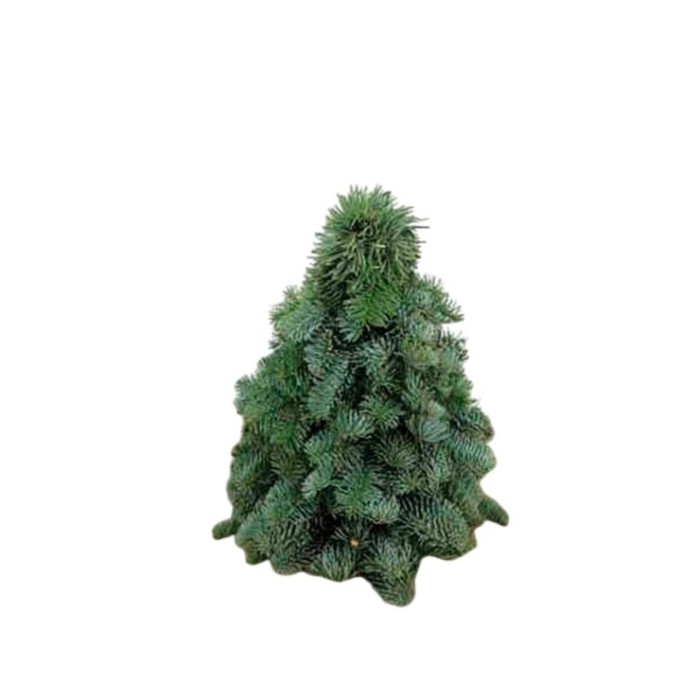 FLOR, ARBOL NOBILIS 30cm.