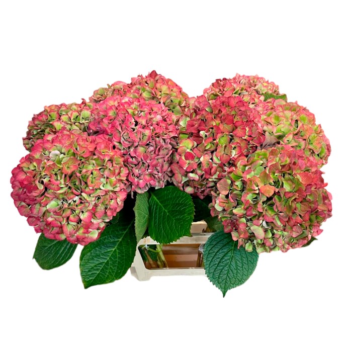 FLOR, HYDRANGEA GLOWING ALPS 80cm. x5 tiges.
