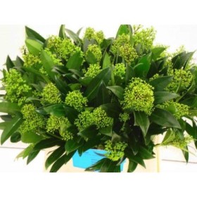 FLOR, SKIMMIA KEW GREEN 45cm.