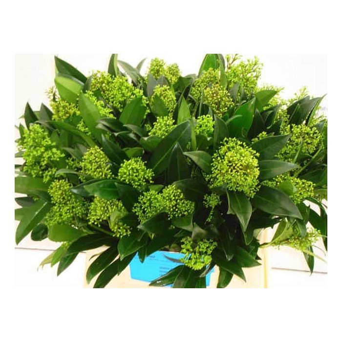 FLOR, SKIMMIA KEW GREEN 45cm.