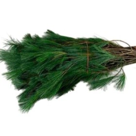 VERDS, PINUS PAQUET 60cm. x10 tiges.