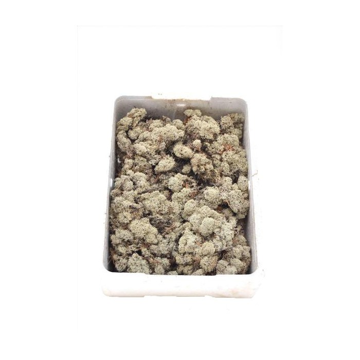 VERDES, MUSGO BLANCO (ICELAND MOSS) IMPORT