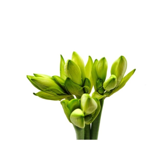 FLOR, AMARYLLIS ST MONT BLANCO (precio x tallo)