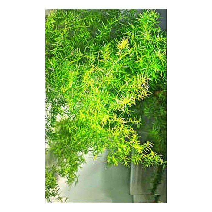 VERDES, SPRINGERI ESP. 70CM 10T NACIONAL