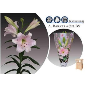 FLOR, LILIUM LONGUIFLORUM HO.ROSA CALI x10 tiges
