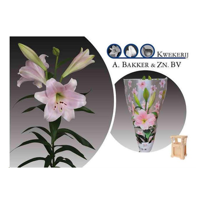 FLOR, LILIUM LONGUIFLORUM HO.ROSA CALI x10 tiges