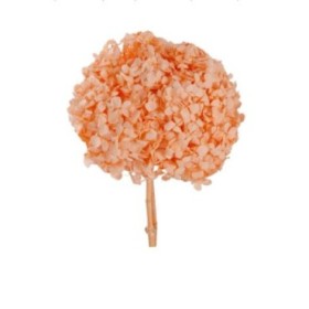 HORTENSIA PRESERVADA NARANJA CLARO D15-20CM UNI