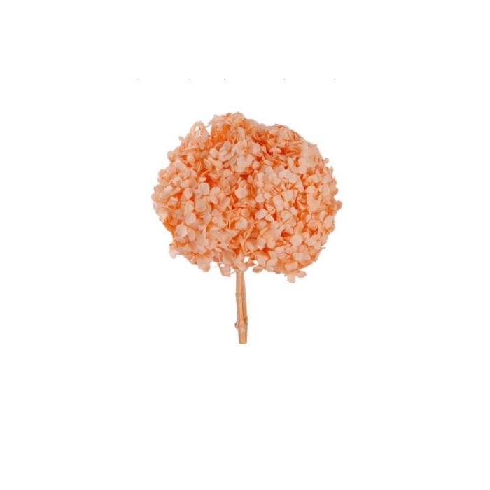 HORTENSIA PRESERVADA TARONJA CLAR D15-20CM UNI