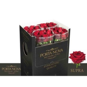 FLOR, ROSA HO. RED NAOMI PORTA NOVA SUPRA 70cm.