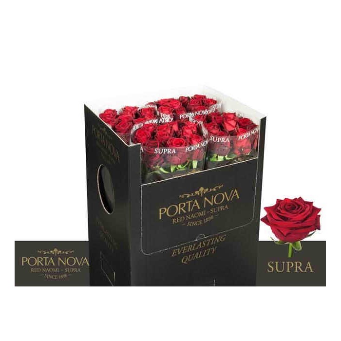 FLOR, ROSA HO. RED NAOMI PORTA NOVA SUPRA 70cm.