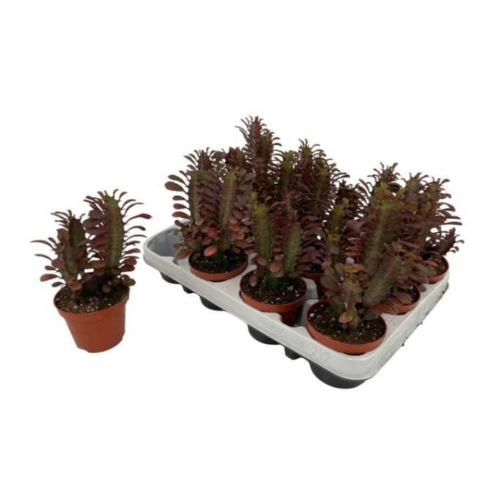 EUPHORBIA TRIGONA  M 9 (preu unitat)