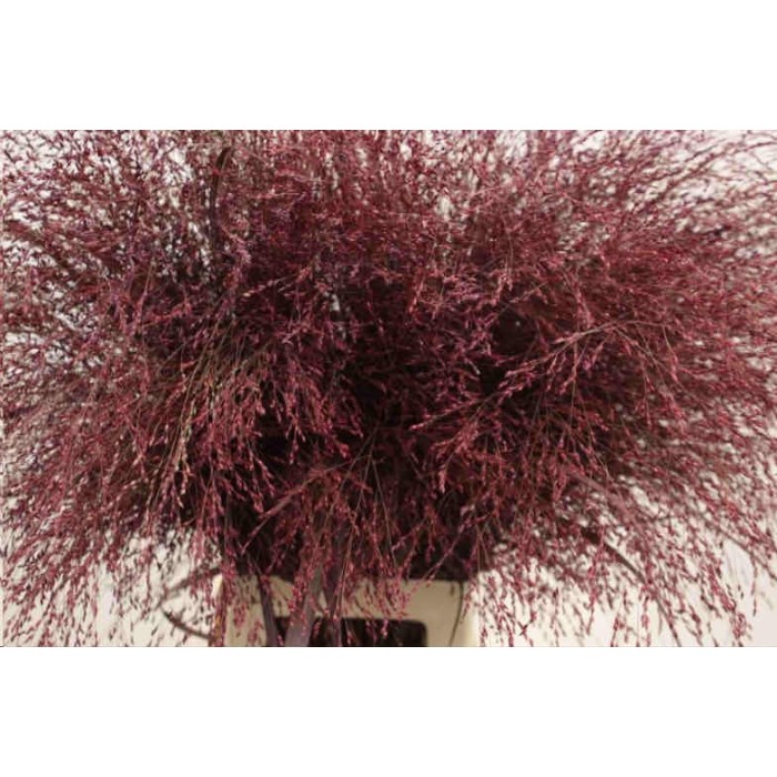 FLOR, PANIC FOUNTAIN blanc/vermell 100cm. x10