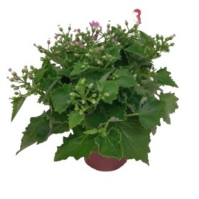 PERICALLIS HYBRIDA 14