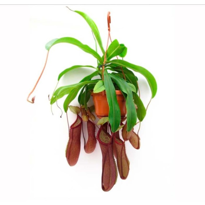 PLANTES CARNIVORES NEPENTHES PENJAR M14  Alata