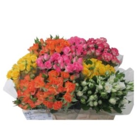 FLOR, ROSA SPRAY HO. MIX 50/60cm, paq. x10