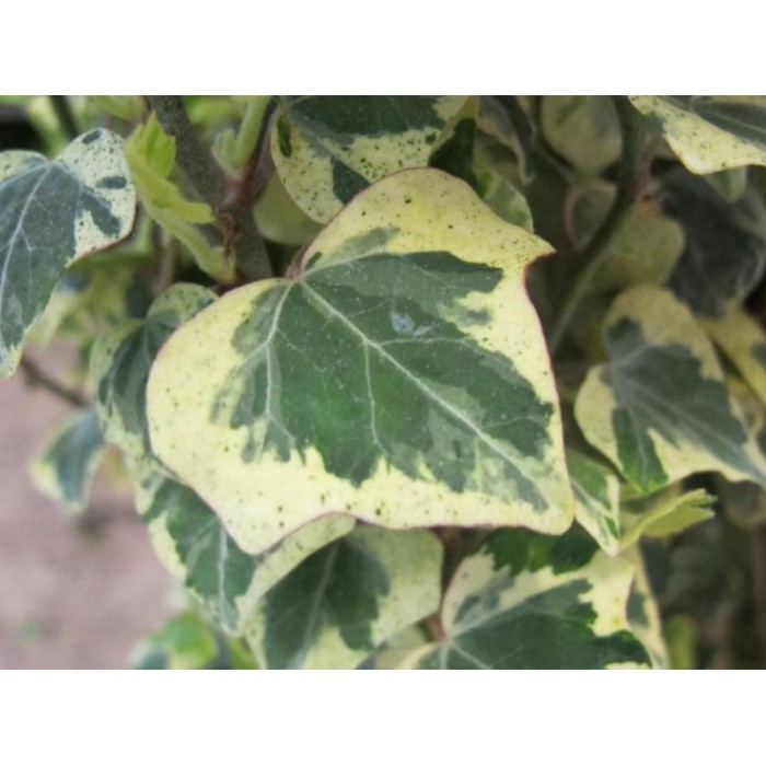 HEDERA MINOR VGTA - TUTOR 125cm 2LV