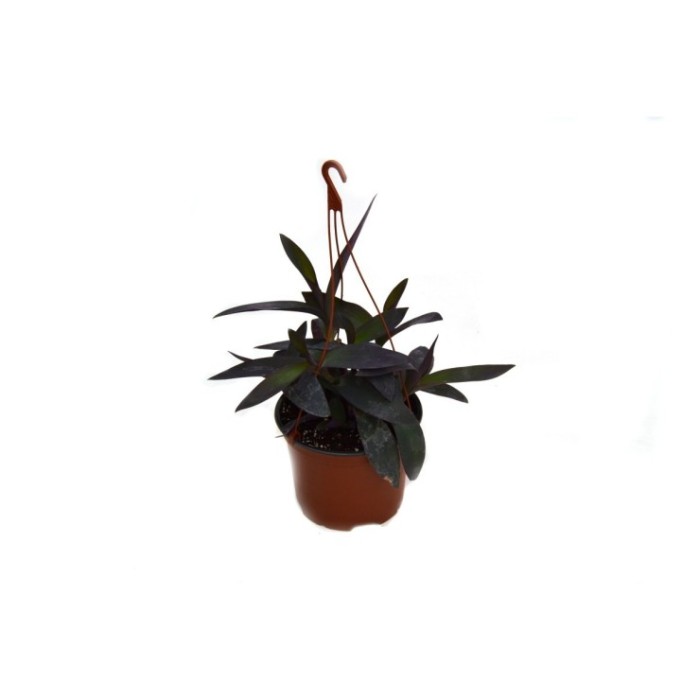 TRADESCANTIA PURPUREA T17