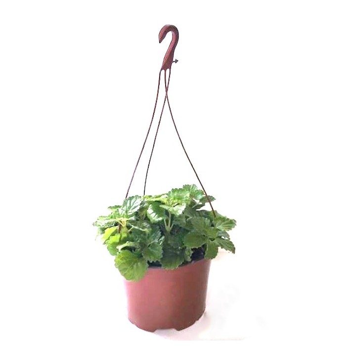 PLECTRANTUS AUSTRALIS M17