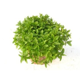 MENTHA SPICATA M19
