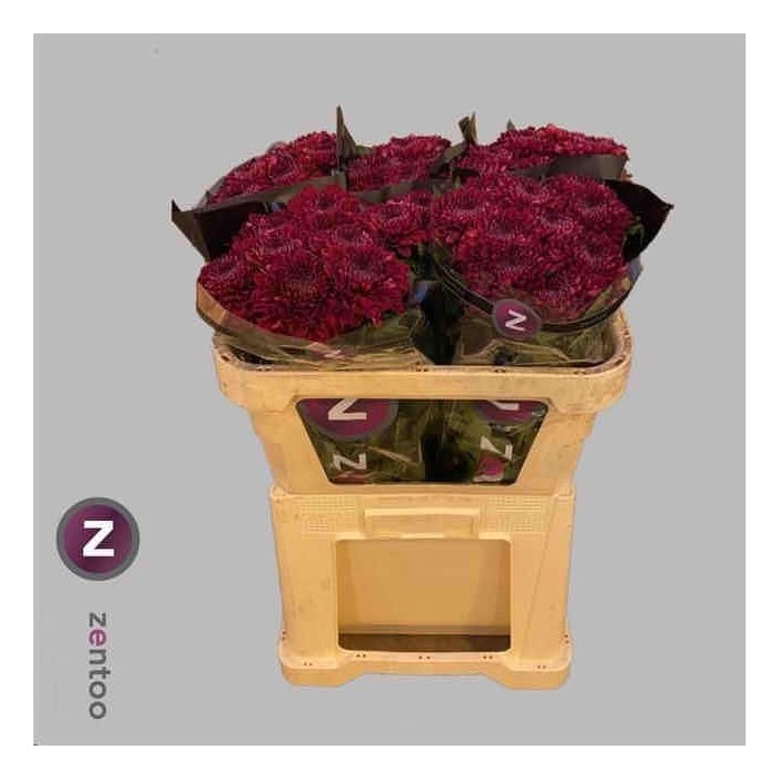 FLOR, CHRISANTHEM, PARKER x 10 tiges