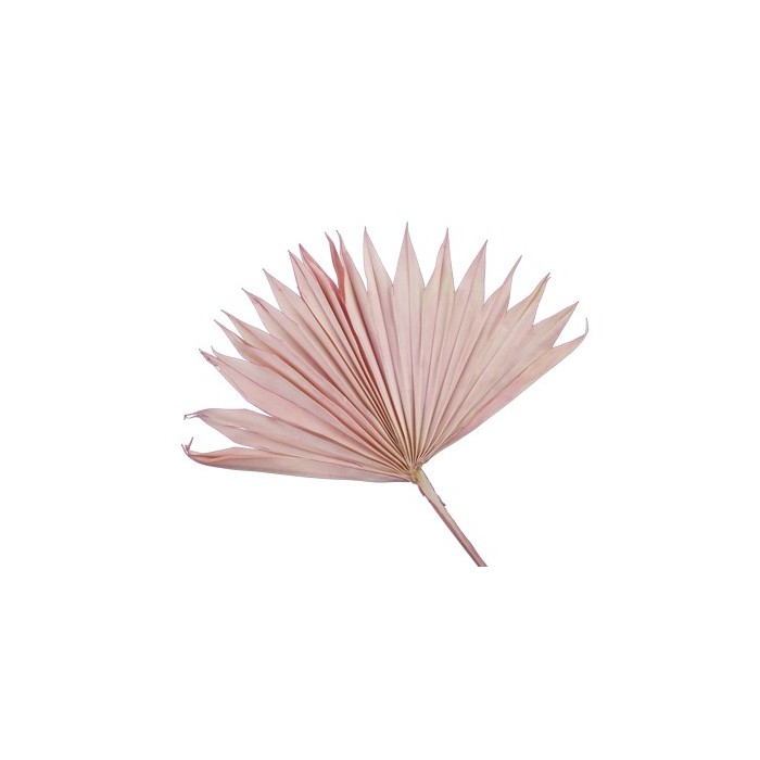 F.SECA, HOJA PALMERA ROSA 5UNI