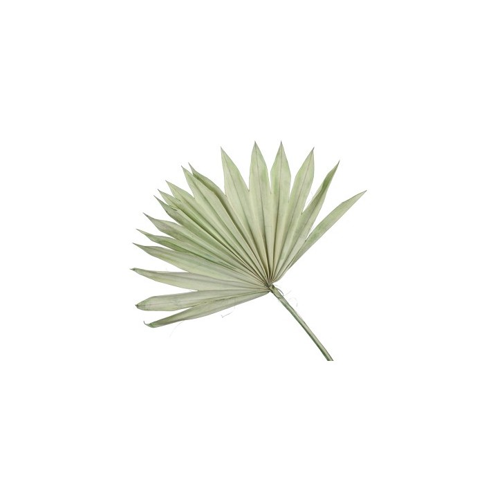 F.SECA, HOJA PALMERA VERDE 5UNI