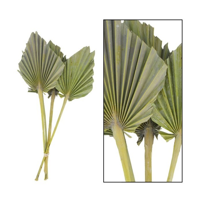 F.SECA, Palm spear M VERDE 36x18cm 4pc