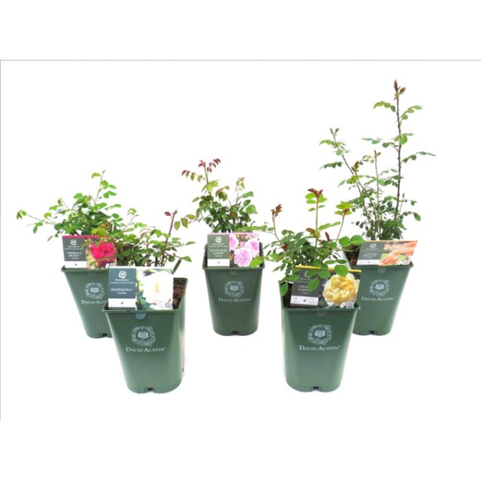 ROSA DAVID AUSTIN  6L - SHRUB / ARBUSTIVO