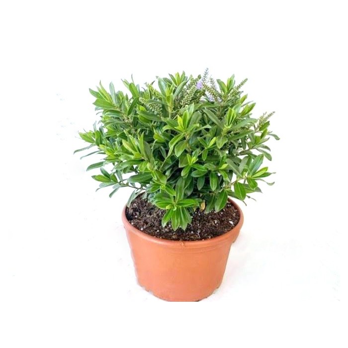 HEBE ANDERSONII VERDE 6L