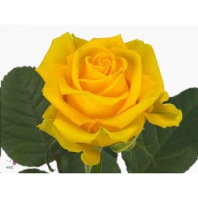 FLOR, ROSA HO. PENNY LANE 70cm, paq.x10 groga