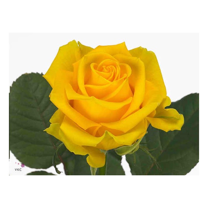 FLOR, ROSA HO. PENNY LANE 70cm, paq.x10 groga