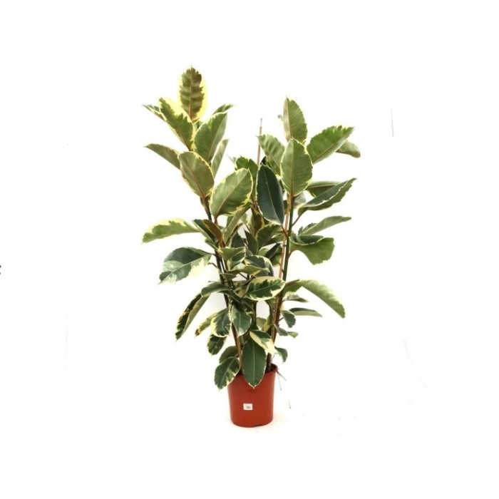 FICUS TINEKE  M25-150cm 3 cañas