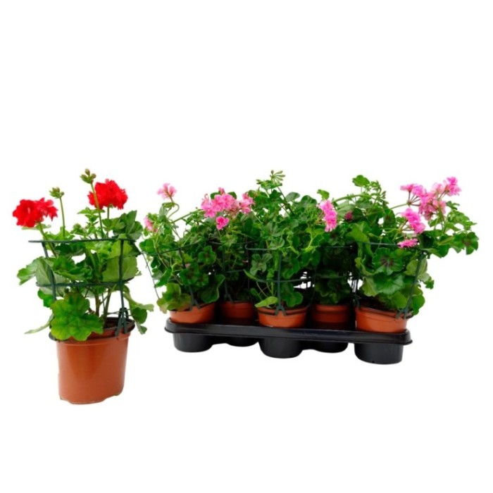 PELARGONIUM HIEDRA M13