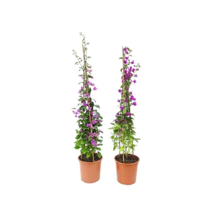BOUGAINVILLEA MIX 6L - 3 TUTORS 120/140