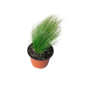 STIPA TENUISSIMA PONY TAILS M13