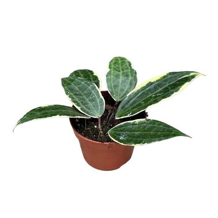 HOYA MACROPHYLLA M10