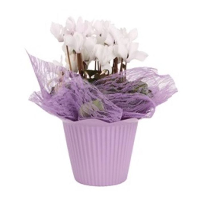 HOJA MALLA Lace 40x40 LILA (paq.x100)