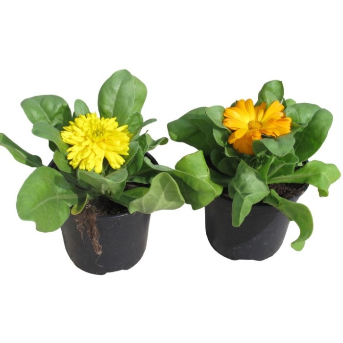 CALENDULA OFFICINALIS 11