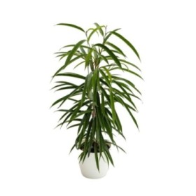 FICUS BINN. ALII  M17- 90cm.