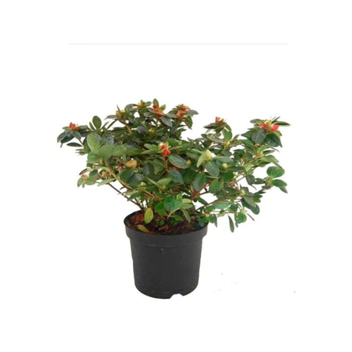 AZALEA JAPONICA  M15