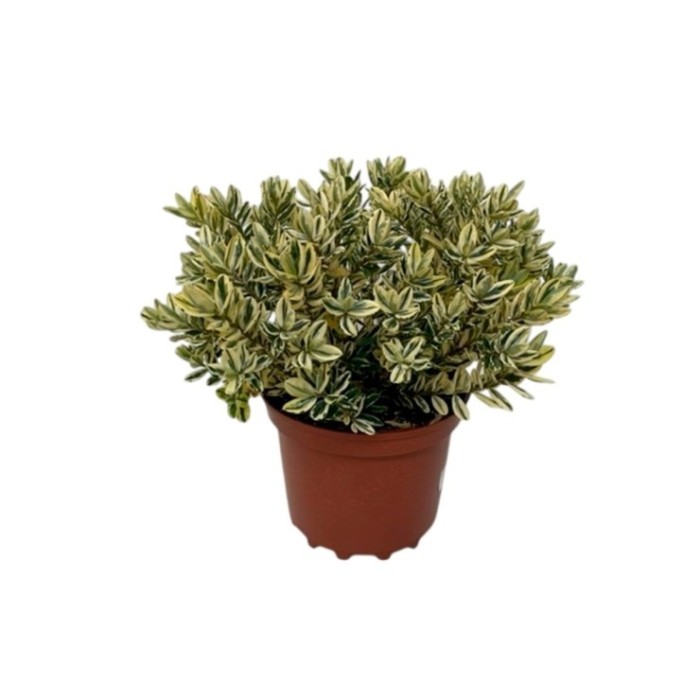 HEBE ANDERSONII VARIEGATA 3L