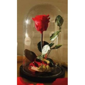 CUPULA BELLA BESTIA ROJO 14x14x22cm UNIDAD