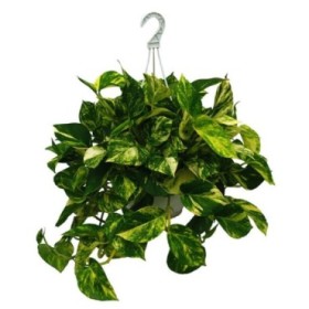 POTHOS  M25 PENJAR