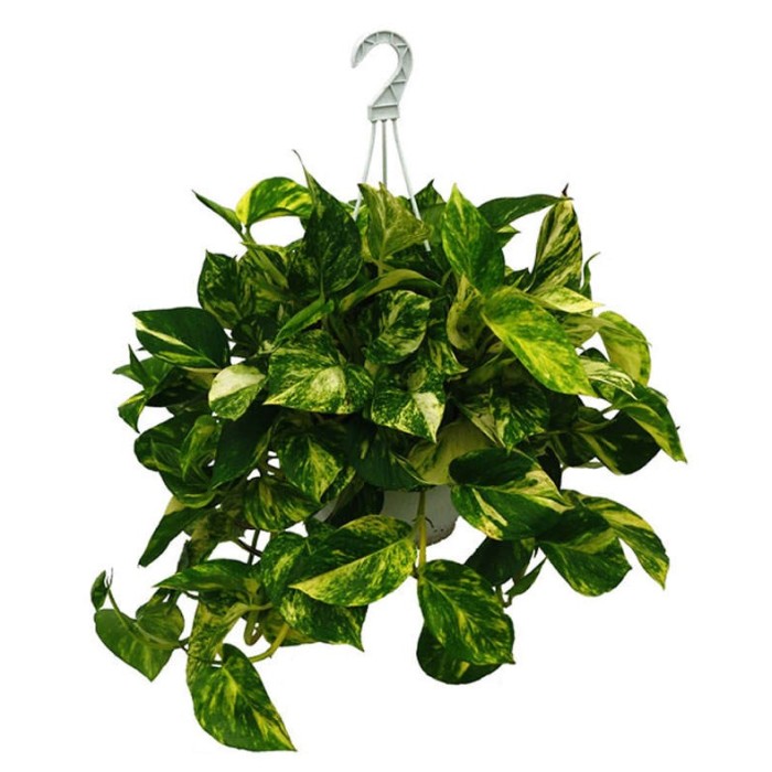 POTHOS  M25 PENJAR
