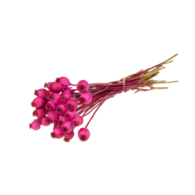 F.SECA, Papaver cerise CRAFT