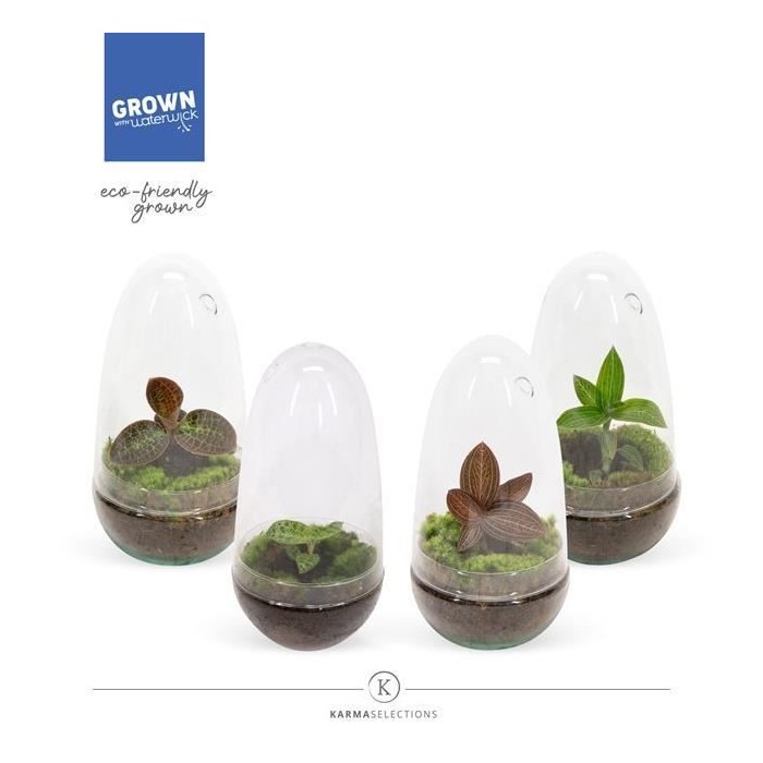 ORCHID JEWEL Macodes mix M14 TERRAIUM