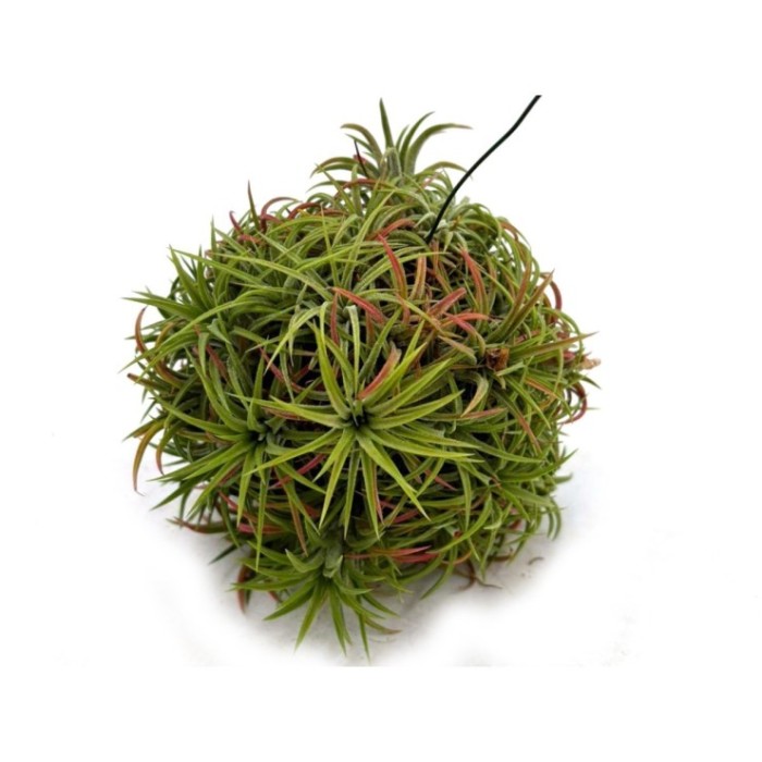 TILLANDSIA SUELTA IONANTHA CLUMB XL