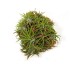 TILLANDSIA SUELTA IONANTHA CLUMB XL