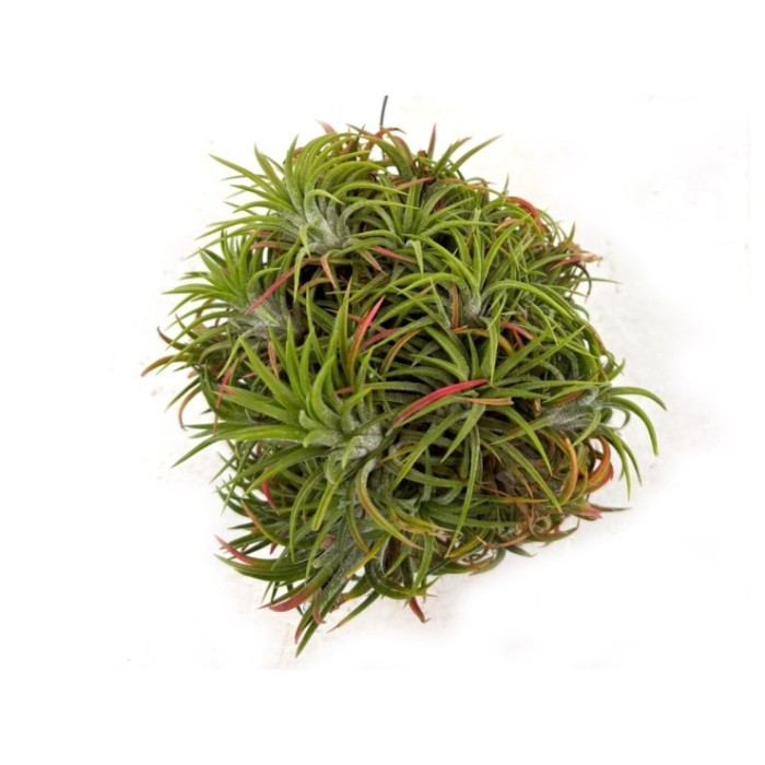 TILLANDSIA SUELTA IONANTHA CLUMB XL