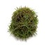 TILLANDSIA SUELTA IONANTHA CLUMB XL